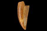 Serrated, Raptor Tooth - Real Dinosaur Tooth #163876-1